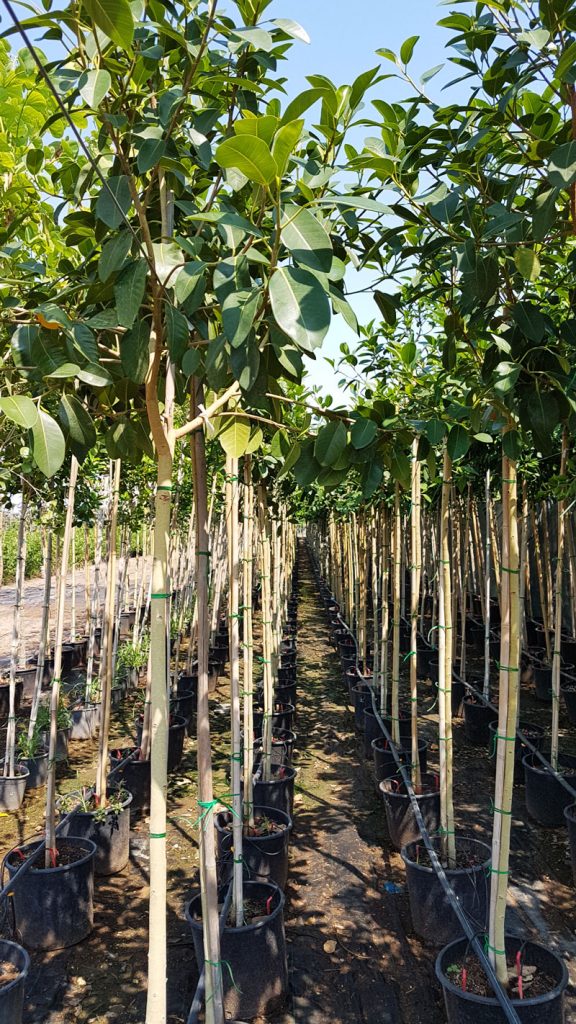 استرالي 576x1024 - Ficus australis