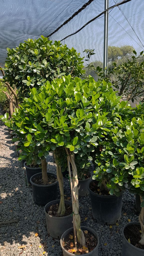 باندا حوض ٣٠ 576x1024 - Ficus panda