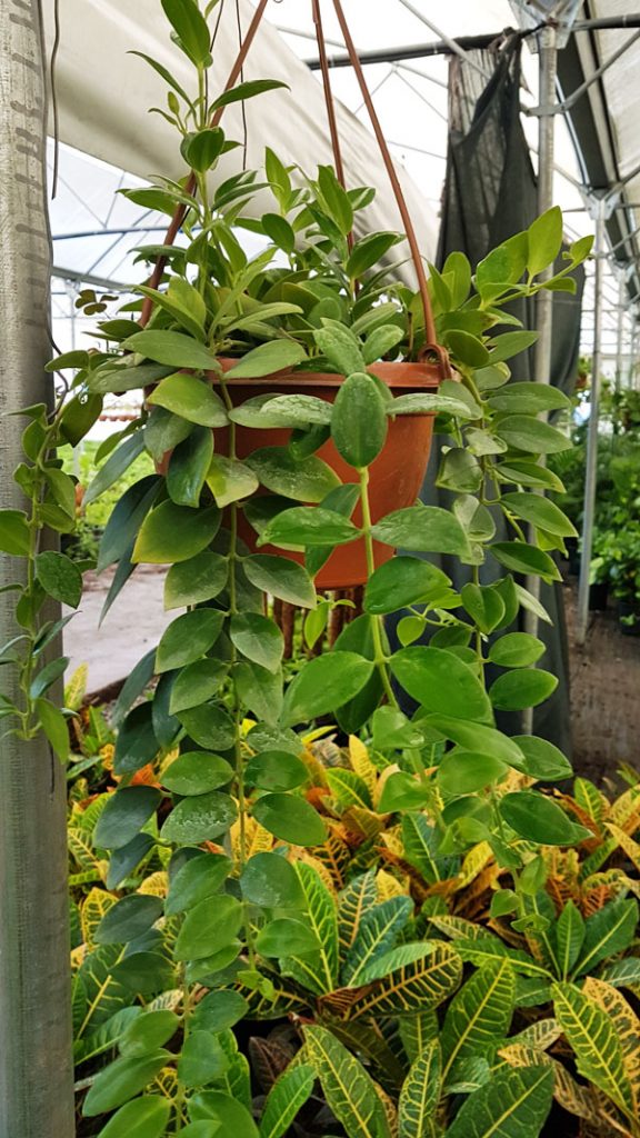 ٠٩١١٣٧ 576x1024 - Aeschynanthus