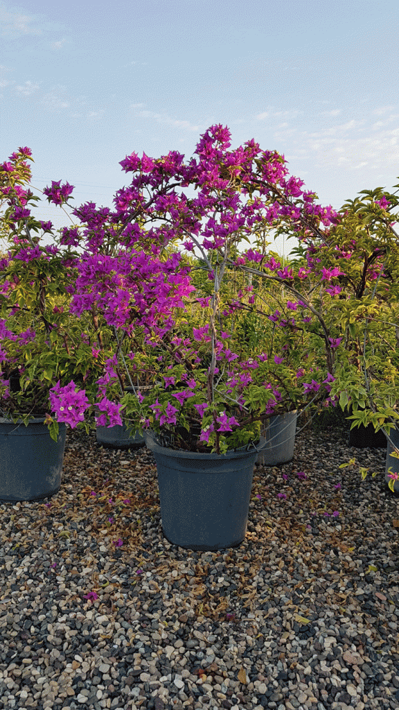 ٠٧١٩٥٣ 1 576x1024 - Bougainvillea