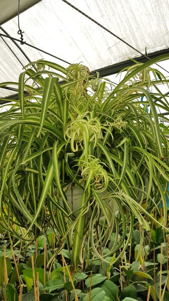 ١٢٣٩٣٠ 576x1024 - Kurdela &ccedil;i&ccedil;eği