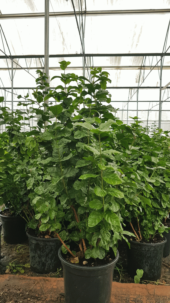 ١١٢٩٥٥ 576x1024 - Jasminum sambac