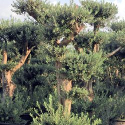 0126 Yasemin Ziraat M 250x250 - OLEA EUROPAEA 2