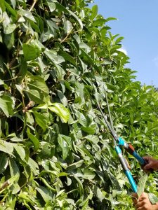 747885 225x300 - Ficus Carica