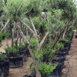 DSCN1432 250x250 - OLEA EUROPAEA 2