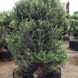 DSCN1439 250x250 - OLEA EUROPAEA 2