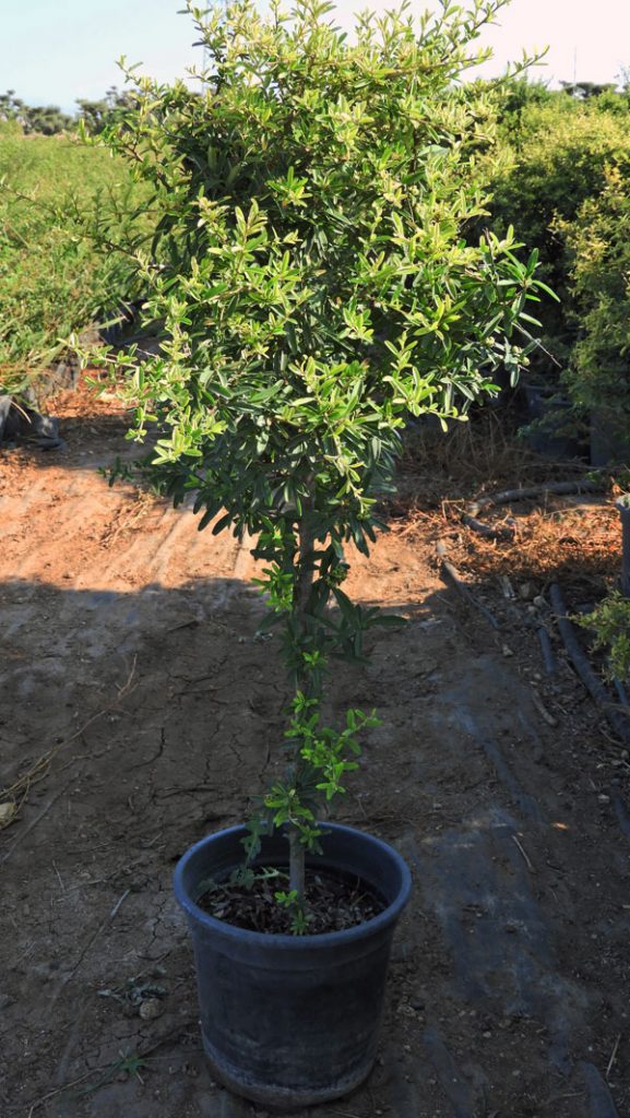 DSCN1785 577x1024 - زعرور قزمي