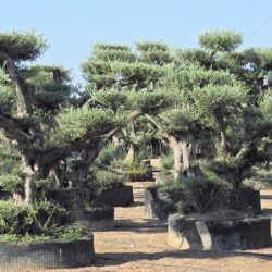 DSCN1891 250x250 - OLEA EUROPAEA 5