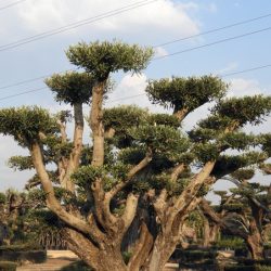 DSCN2935 250x250 - OLEA EUROPAEA 4