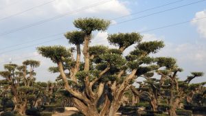 DSCN2935 300x169 - OLEA-EUROPAEA