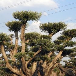 DSCN2936 250x250 - OLEA EUROPAEA 5