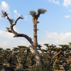 DSCN2945 250x250 - OLEA EUROPAEA 6