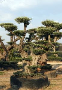 DSCN2949 207x300 - OLEA-EUROPAEA