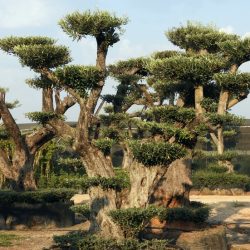 DSCN2949 250x250 - OLEA EUROPAEA 4