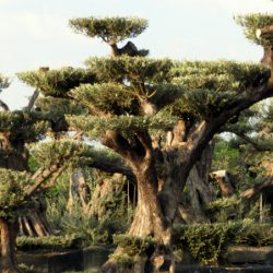 DSCN2953 250x250 - OLEA EUROPAEA 5