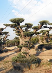 DSCN2960 1 216x300 - OLEA-EUROPAEA