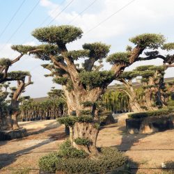 DSCN2960 250x250 - OLEA EUROPAEA 4