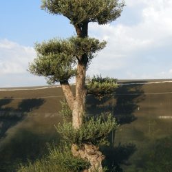 DSCN2962 250x250 - OLEA EUROPAEA 6