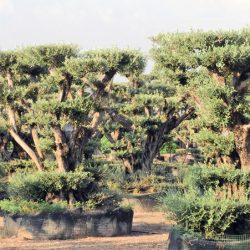 DSCN3009 250x250 - OLEA EUROPAEA 4