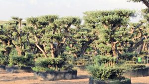 DSCN3009 300x169 - OLEA-EUROPAEA