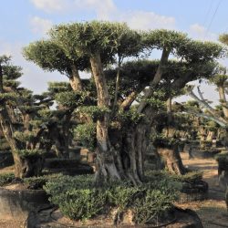 DSCN3017 250x250 - OLEA EUROPAEA 5