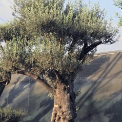 DSCN3019 250x250 - OLEA EUROPAEA 6