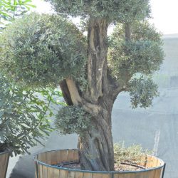 OLEA EUROPAEA 000 250x250 - OLEA EUROPAEA 3