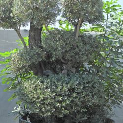 OLEA EUROPAEA 001 250x250 - OLEA EUROPAEA 3