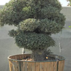 OLEA EUROPAEA 002 250x250 - OLEA EUROPAEA 3