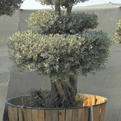 OLEA EUROPAEA 003 250x250 - OLEA EUROPAEA 3