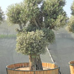 OLEA EUROPAEA 004 250x250 - OLEA EUROPAEA 3