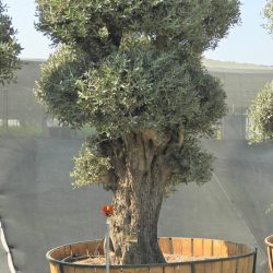 OLEA EUROPAEA 005 250x250 - OLEA EUROPAEA 3