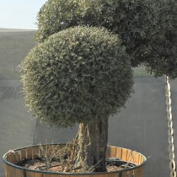 OLEA EUROPAEA 006 250x250 - OLEA EUROPAEA 3