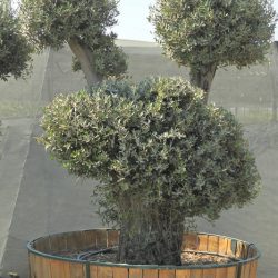 OLEA EUROPAEA 007 250x250 - OLEA EUROPAEA 3