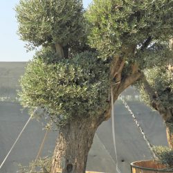 OLEA EUROPAEA 008 250x250 - OLEA EUROPAEA 3