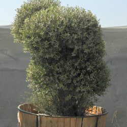 OLEA EUROPAEA 009 250x250 - OLEA EUROPAEA 3