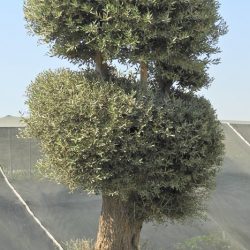 OLEA EUROPAEA 010 250x250 - OLEA EUROPAEA 3