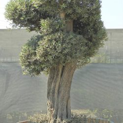 OLEA EUROPAEA 011 250x250 - OLEA EUROPAEA 3