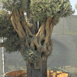 OLEA EUROPAEA 012 250x250 - OLEA EUROPAEA 3