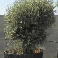 OLEA EUROPAEA 013 250x250 - OLEA EUROPAEA 3