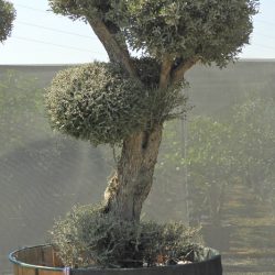 OLEA EUROPAEA 014 250x250 - OLEA EUROPAEA 3