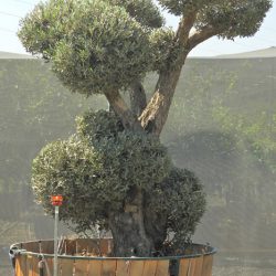 OLEA EUROPAEA 015 250x250 - OLEA EUROPAEA 3