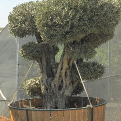 OLEA EUROPAEA 016 250x250 - OLEA EUROPAEA 3