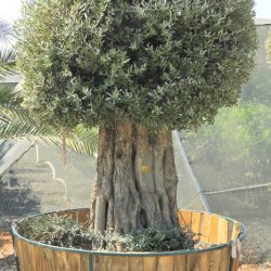 OLEA EUROPAEA 017 250x250 - OLEA EUROPAEA 3