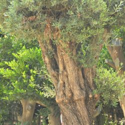 OLEA EUROPAEA 018 250x250 - OLEA EUROPAEA 3