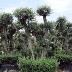 Olea Europaea ZET S 01002 4 1 250x250 - OLEA EUROPAEA 2