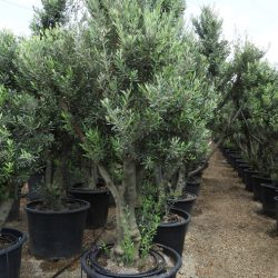 Olea Europaea ZET S 01002 5 1 250x250 - OLEA EUROPAEA 2