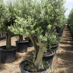 Olea Europaea ZET S 01002 6 1 250x250 - OLEA EUROPAEA 2
