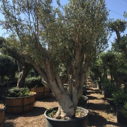 Olea Europaea ZET S 01002 7 1 250x250 - OLEA EUROPAEA 2