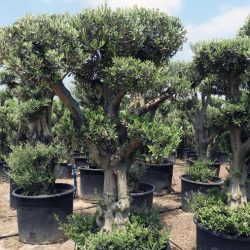 Olea Europaea ZET S 01002 7 1 250x250 - OLEA EUROPAEA 2